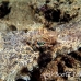 crocodilefish_flathead_nus_h_0705_png1756.jpg
